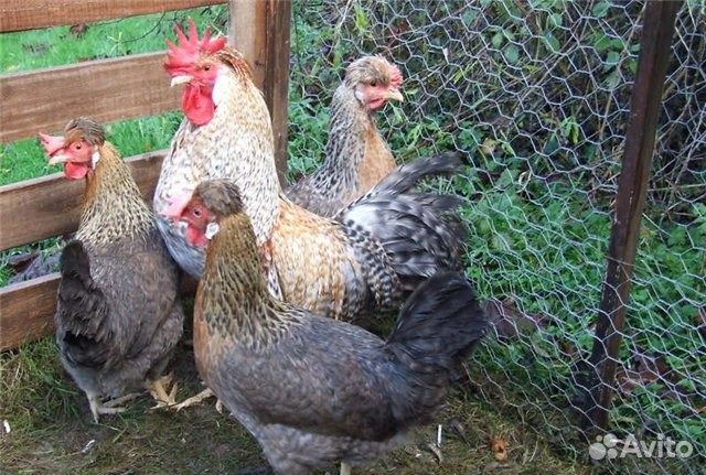 Легбар кремовый (зелено-голубое яйцо)