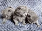 Шотландские котята (скоттиш-фолд, скоттиш-страйт) объявление продам