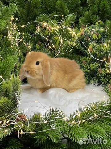 Мини кролики