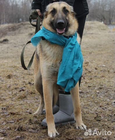 Собаки бесплатно