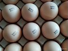 Инкубационное яйцо бройлера росс-308 Венгрия