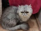 Котята чистокровные персы объявление продам