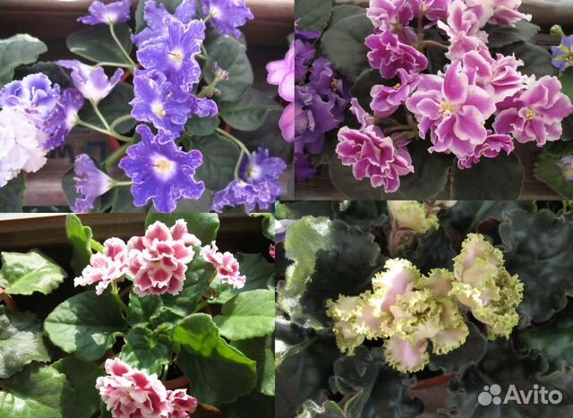 Сортовые фиалки