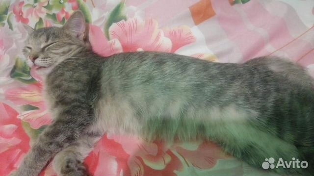 Ласковая Маруся очень ищет дом