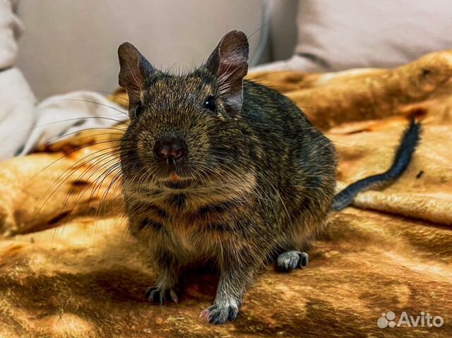 Чилийская белка дегу купить в Москве | Животные и зоотовары | Авито