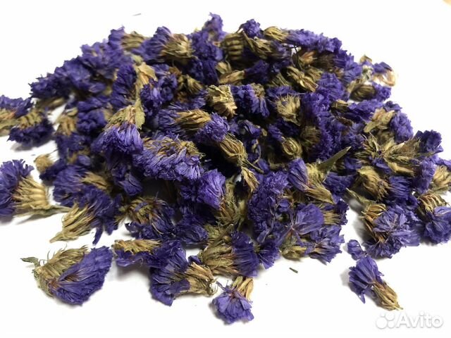 Незабудка альпийская