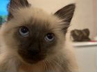 Сиамская кошка- девочка 2 месяца объявление продам
