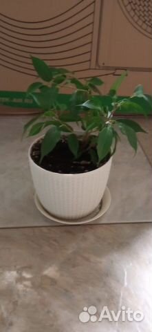 Фикус бенджамина Наташа