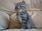 Чудесные британские котята домовята объявление продам