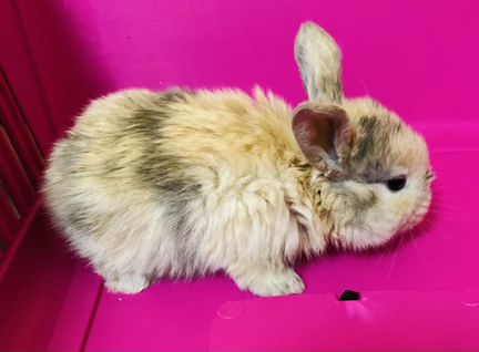 Карликовые крольчата