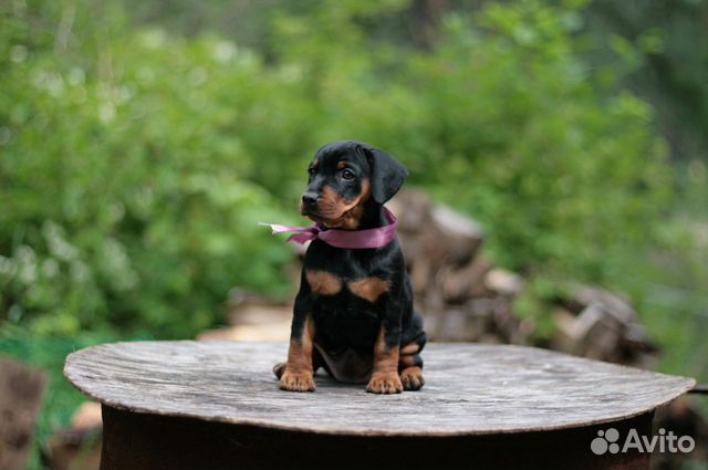 Черно-подпалые щенки цвергпинчера