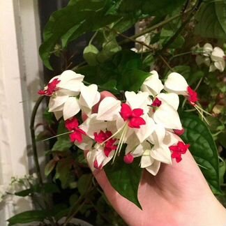 Клородендрум (мадам Томсон)