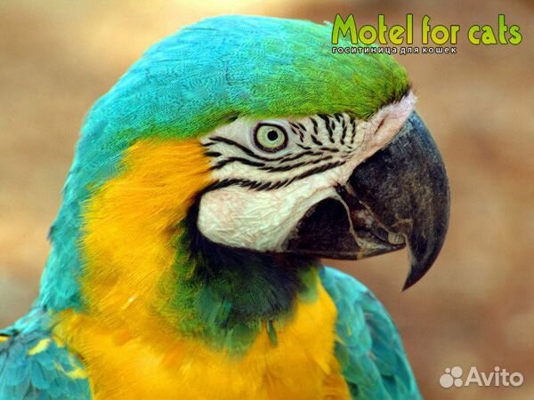 Передержка, гостиница для животных