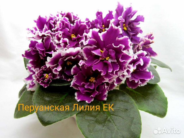 Фиалки ек фото и описание сорта Фиалка стартер Перуанская лилия сортовая купить в Нижнем Новгороде Товары для до