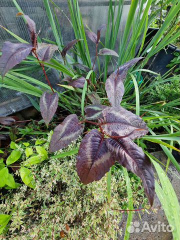 Горец 3 сорта: палитра художника,дракон,головчатый