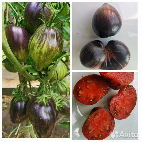 Семена томатов