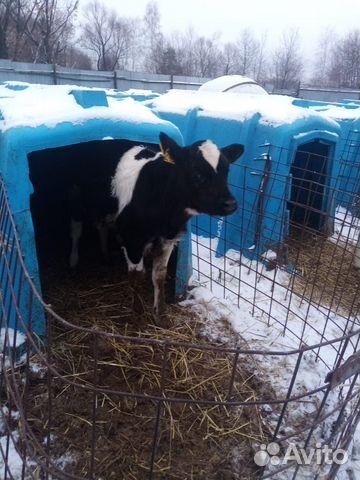 Телята бычки