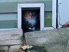 Норвежская лесная котенок объявление продам