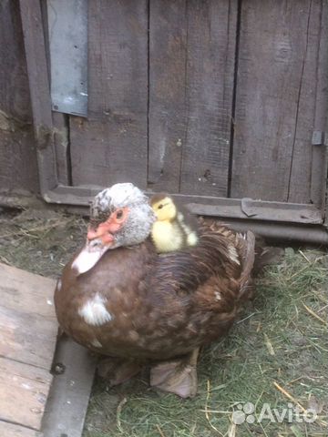 Яйцо Индоутки