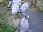 Кролики серебро объявление продам