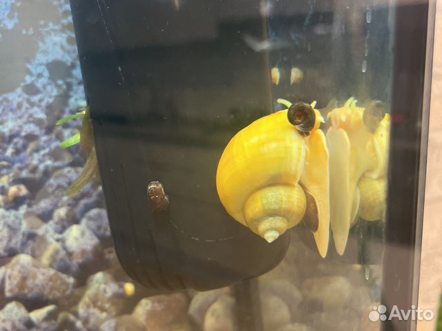 Улитки аквариумные ампулярии