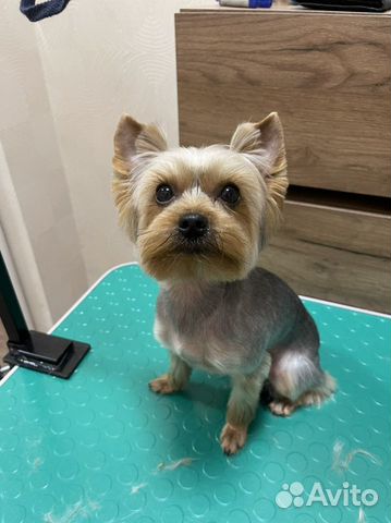 Груминг, стрижка собак