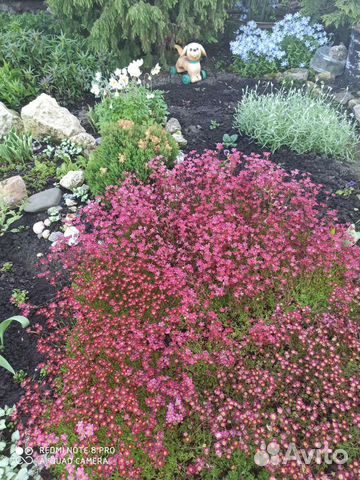 Камнеломка