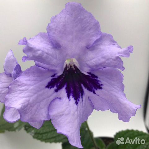 Стрептокарпус Блю Марс