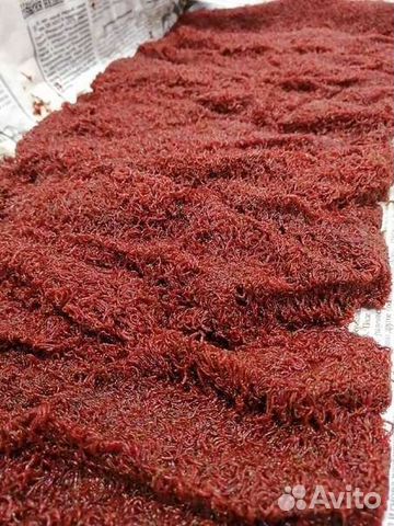 Мотыль кормовой, черви, опарыш