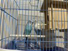 Пара Волнистых попугаев объявление продам