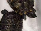 Красноухая черепаха бесплатно с аквариумом