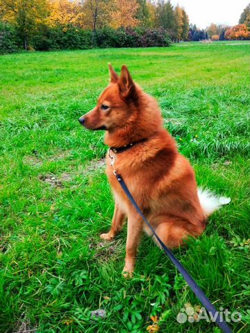 Вязка кобеля