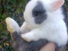 Кролики mini самый большой выбор