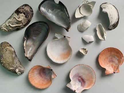 Морские ракушки Дальний Восток Северный Ледовитый