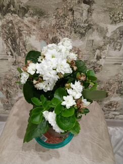 Комнатные цветы