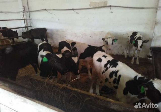 Телята бычки  в Кашарах | Животные и зоотовары | Авито