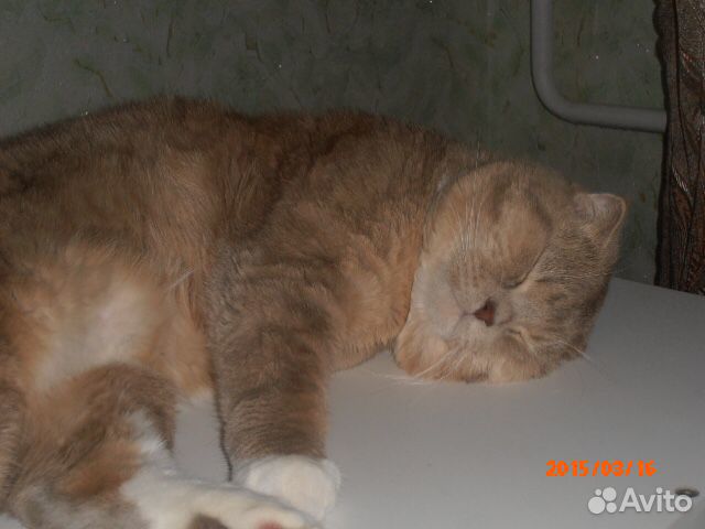 Вязка с вислоухим британцем