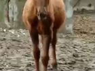 Донская-карачаевка лошадь