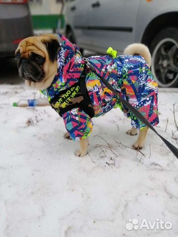 Пошив одежды для собак