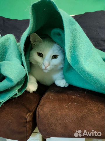 Передержка кошек