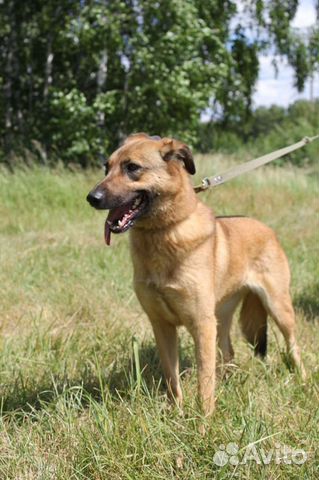 Собака ищет любящую семью