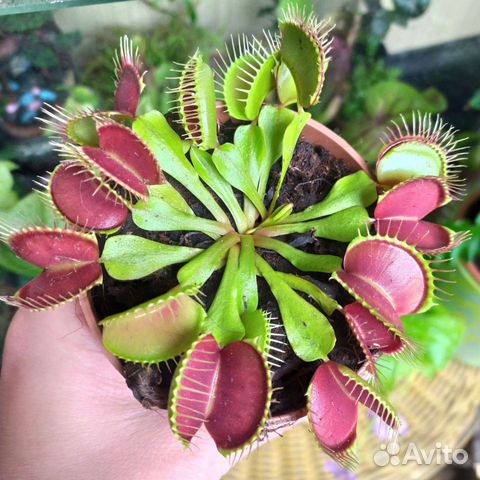 Венерина мухоловка (дионея)