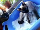 Котята Сноу - шу и Тайского кота объявление продам