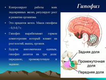 Гипофиз где находится у человека картинка