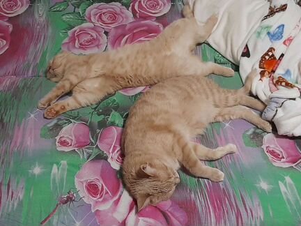 Передержка кошек на время отпуска, выгул собак