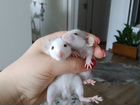 Крысы порода хаски объявление продам