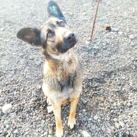 Собака в добрые руки