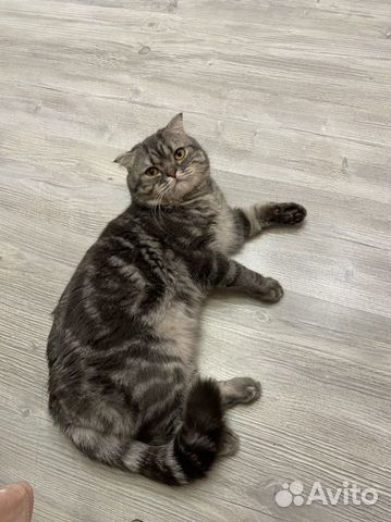 Шотландский кот вязка