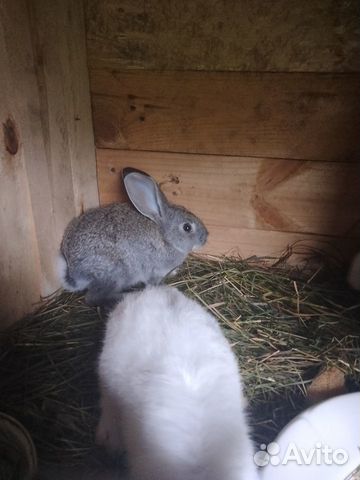 Кролики, 3 месяца