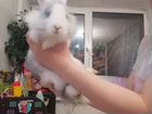 Продам карликового кролика объявление продам